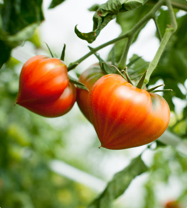 たかしま農園のトマトのイメージ